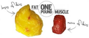 Muscle versus Fat